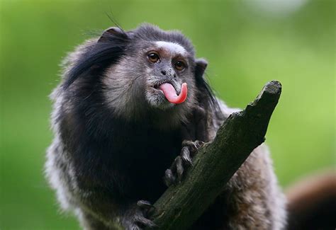 images of monkeys funny